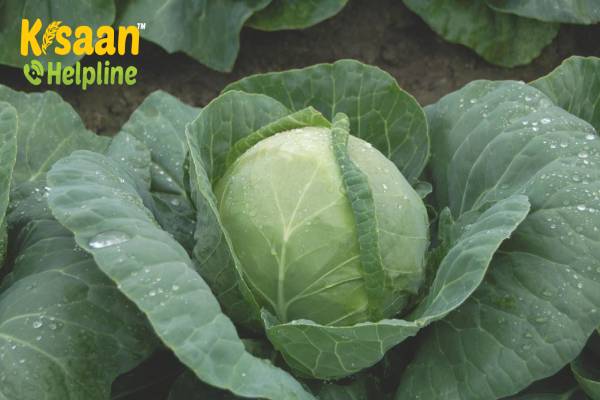 Cabbage (पत्ता गोभी)